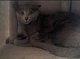 Russian blue female in need new home