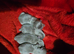 KC Lilac chihuahua pups Tested CLEAR parents