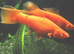 SWORDTAILs TROPICAL AND COLDWATER LIVEBEARERS Cultivated N Wild Forms from &pound;3