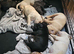 Bullmastiff cross cane corso puppies