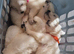Gorgeous white german shepherd pups