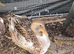 Group of ducks