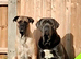 Cane corso puppies