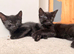 Reduced! Black Kittens &ndash; Ready Now