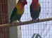 Pairs Lovebirds
