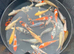 Japanese koi