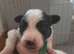 Border collie x papillon puppies