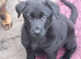 Rare all black German Shepherd male puppies