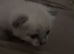 Kittens for sale