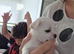 Malchi pups