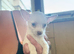 Two beautiful chihuahuas for sale