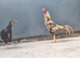 Aseel chicken pair