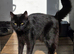 Beautiful black cat very affectionate and loving