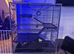 Rodent cage