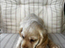 Show type cocker spaniels ready now!