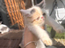 Beautiful kittens ready now