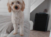 Beautiful female minature poodle