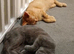 2 female kittens