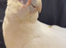 Handreard baby bear -eyed cockatoo for sale or px