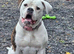 13wks old male cross urgent home needed