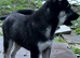 3/4 husky 1/4 German shepherd - Last big boy