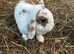 Beautiful white and brown doe