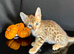100% Purebred Tica Registered Top Quality Savannah Kittens
