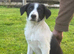 Gorgeous Border Collie Puppies