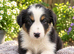 Stunning border collies