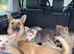 German shepherd x