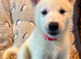 4 Beautiful White Husky Puppies Ready for Their Forever Homes