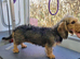 2 mature Standard Wirehaired girls