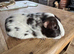 Guinea pigs chocolate girls