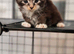 Xxl mainecoon cubs