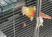 Beautiful Pineapple Green Cheek Conure for Sale