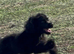 American cocker cross poodle