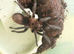 Peruvian green velvet spider for sale