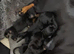 Miniature dachshund puppies