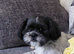 Male shih tzu for sale