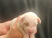 F2 Miniature Australian Labradoodle Puppies.