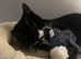 Looking for a very special home for Bo