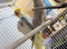 Pied Cockatiels Breeding Pair