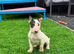 Stunning English bull terrier puppies for sale