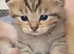 Scottish fold kittens