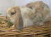 Beautiful friendly mini lops