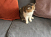 Exotic kittens for sale in london