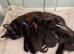 Black kittens