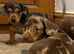 Stunning Miniature Dapple Dachshund Puppies