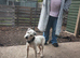 parson jack russell for stud
