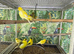 Canaries Glasgow